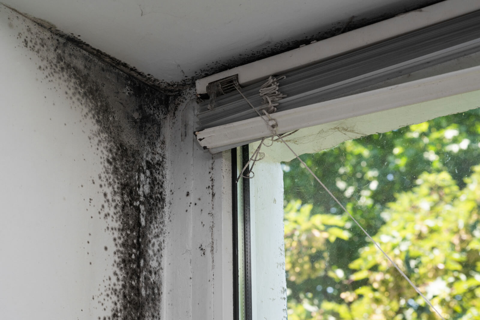 Dark mold forms in the corner of a room near a window